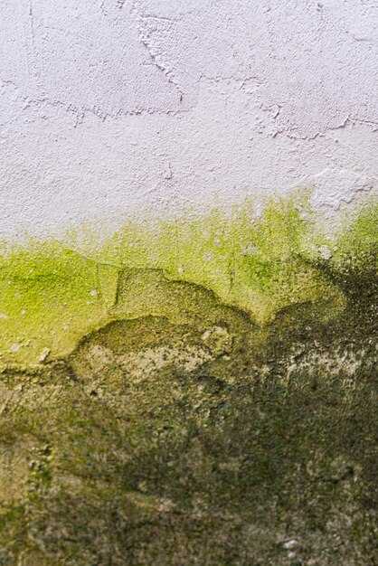 Как обработать стены для предотвращения повторного появления плесени?